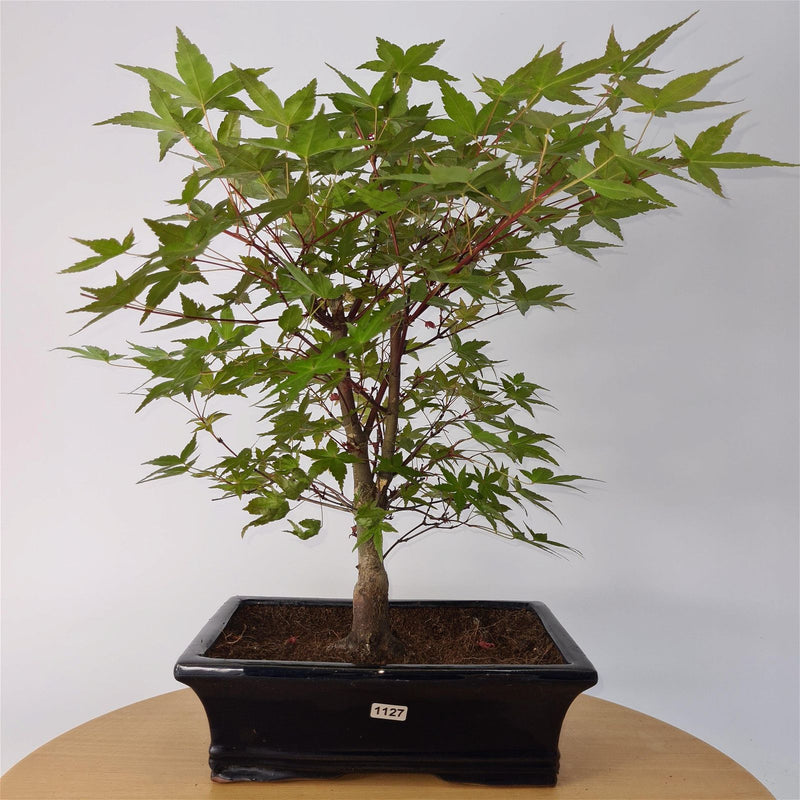 Japanese Maple (Acer) Bonsai Tree | Deshojo Informal Upright | In 25cm Pot - Yorkshire Bonsai