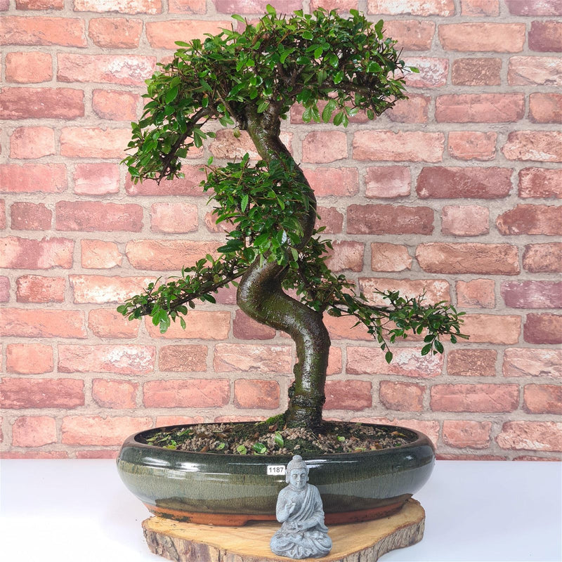 Large Chinese Elm (Ulmus Parvifolia) Bonsai Tree | Shaped | In 35cm Pot - Yorkshire Bonsai