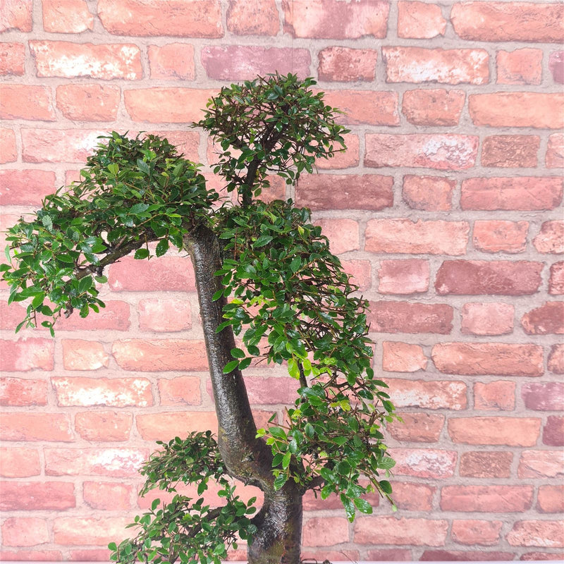 Large Chinese Elm (Ulmus Parvifolia) Bonsai Tree | Shaped | In 35cm Pot - Yorkshire Bonsai