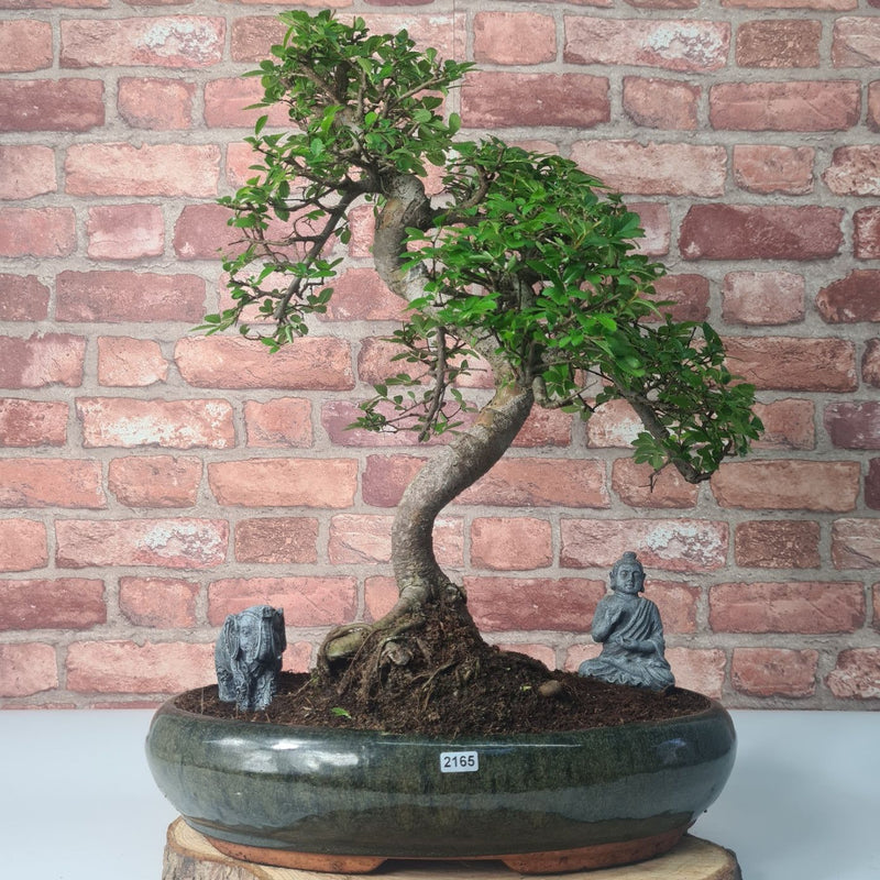 Large Chinese Elm (Ulmus Parvifolia) Bonsai Tree | Shaped | In 35cm Pot - Yorkshire Bonsai