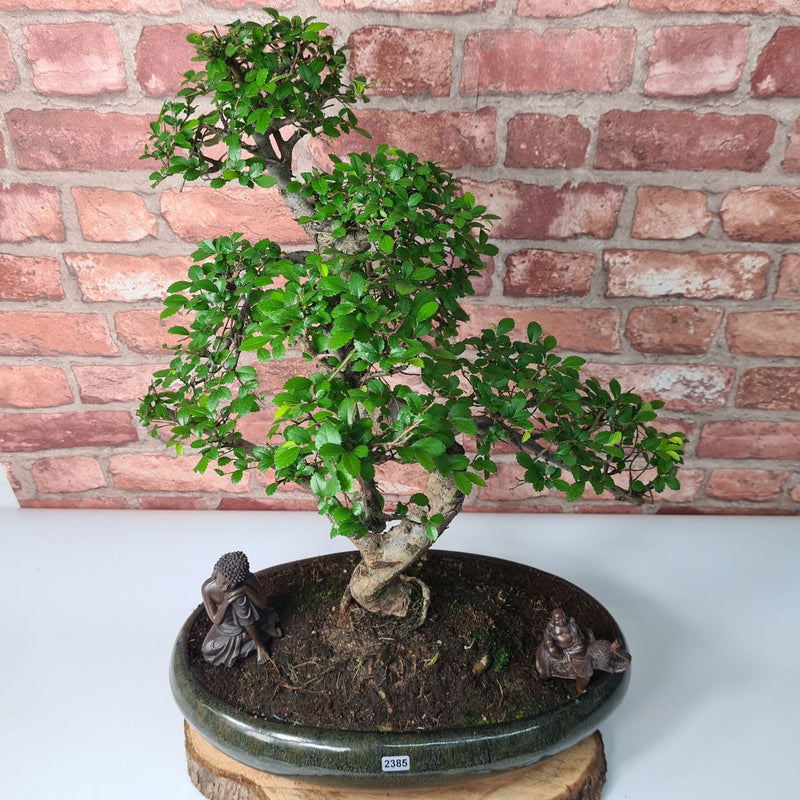 Large Chinese Elm (Ulmus Parvifolia) Bonsai Tree | Shaped | In 35cm Pot - Yorkshire Bonsai