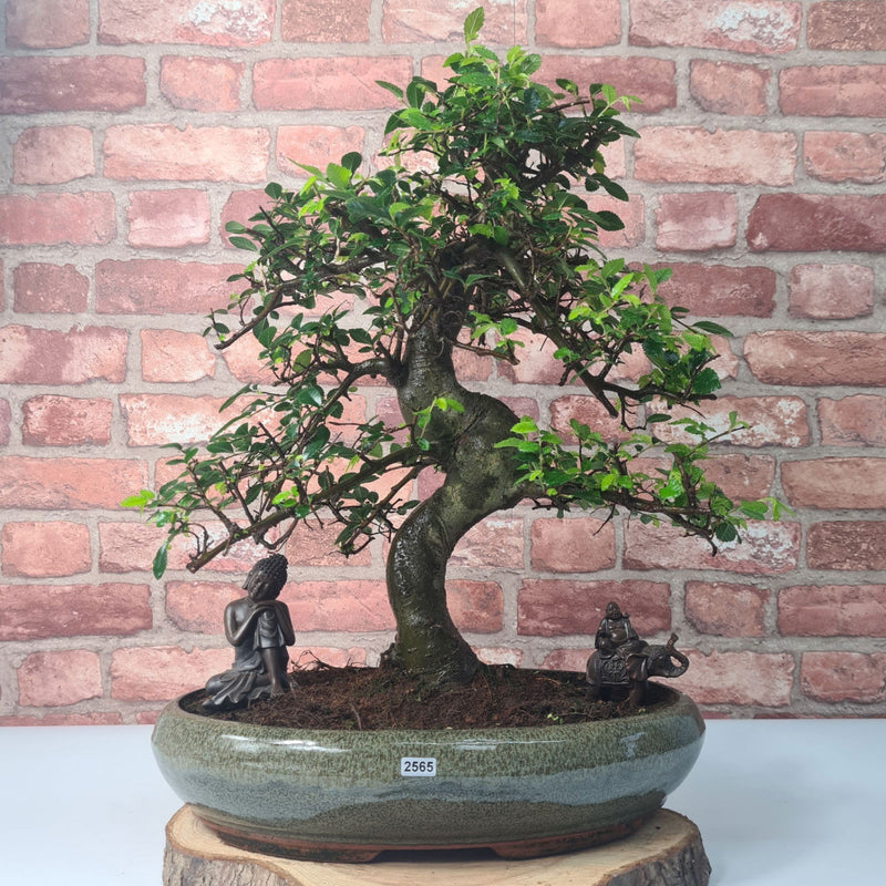 Large Chinese Elm (Ulmus Parvifolia) Bonsai Tree | Shaped | In 40cm Pot - Yorkshire Bonsai