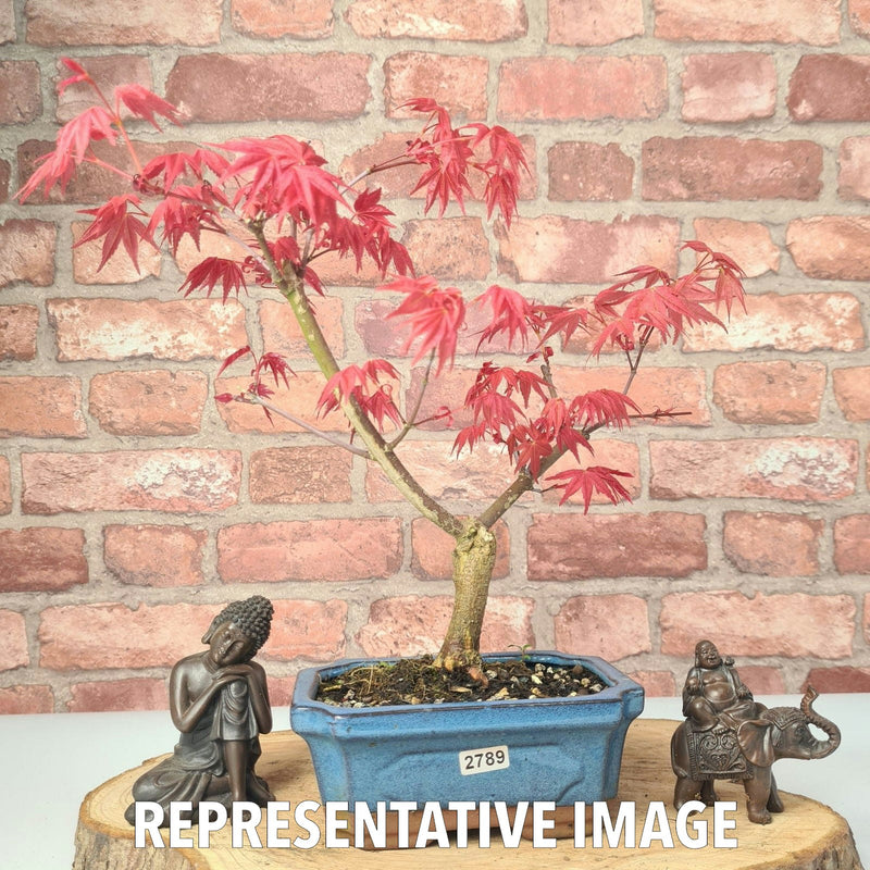 Japanese Maple (Acer) Bonsai Tree | Deshojo Informal Upright | In 15cm Pot - Yorkshire Bonsai