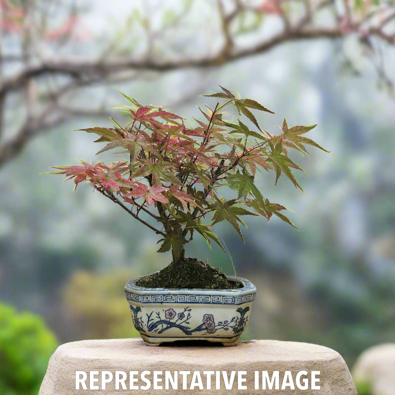 Japanese Maple (Acer) Bonsai Tree | Deshojo Informal Upright | In 12cm Pot