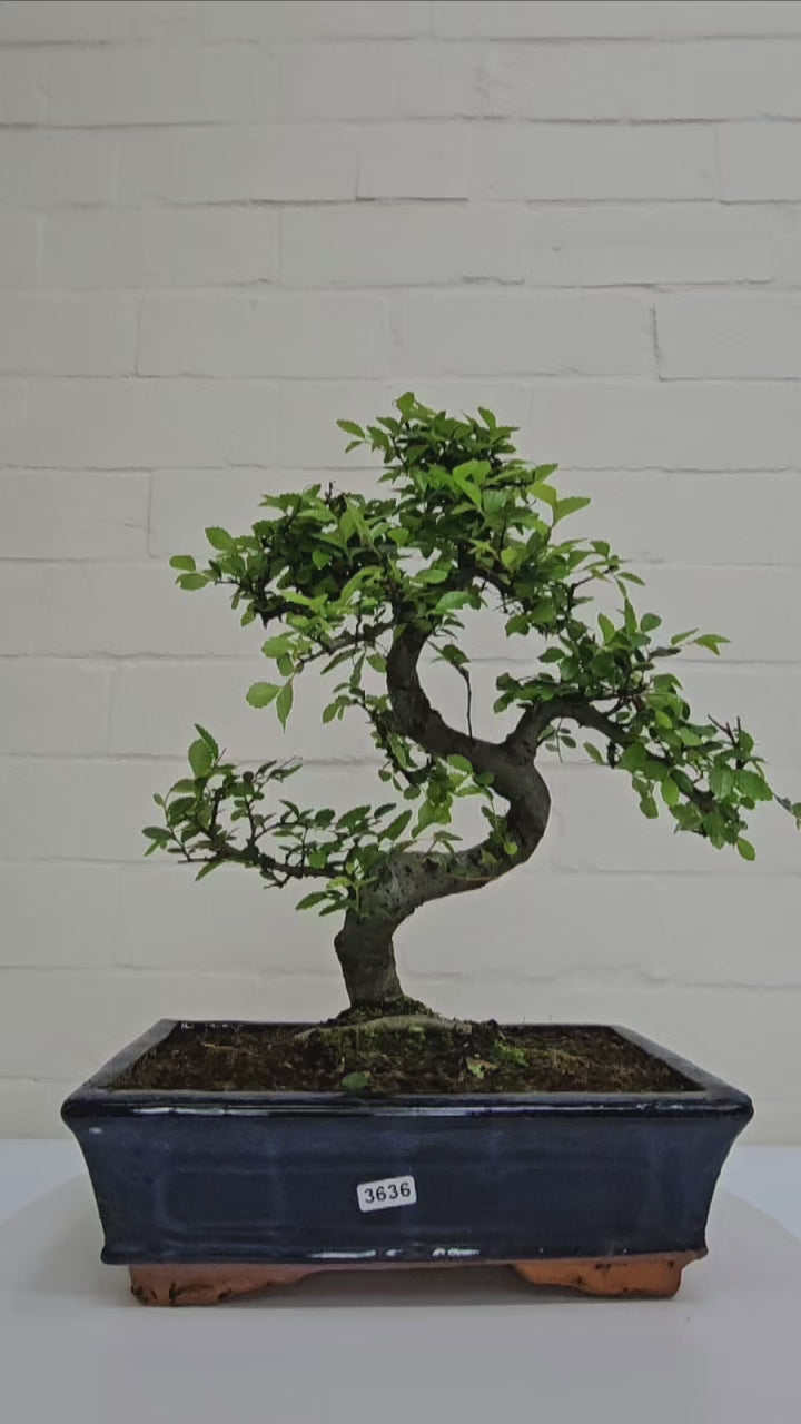 Chinese Elm (Ulmus Parvifolia) Bonsai Tree | Shaped | In 25cm Pot