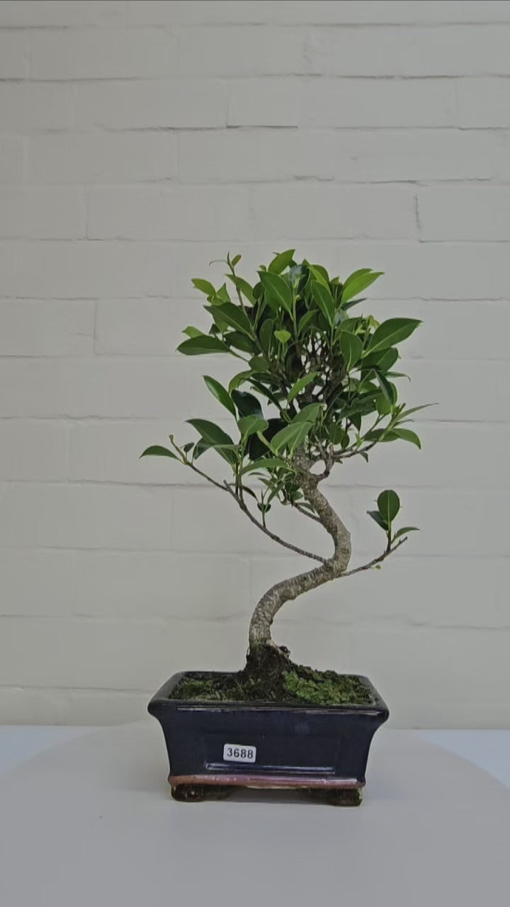 Ficus Microcarpa (Banyan Fig) Indoor Bonsai Tree | Shaped | In 15cm Pot