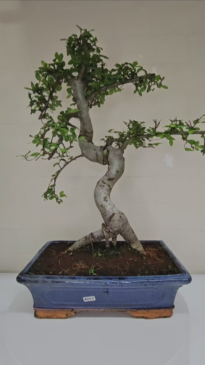 Chinese Elm (Ulmus Parvifolia) Bonsai Tree | Shaped | In 30cm Pot