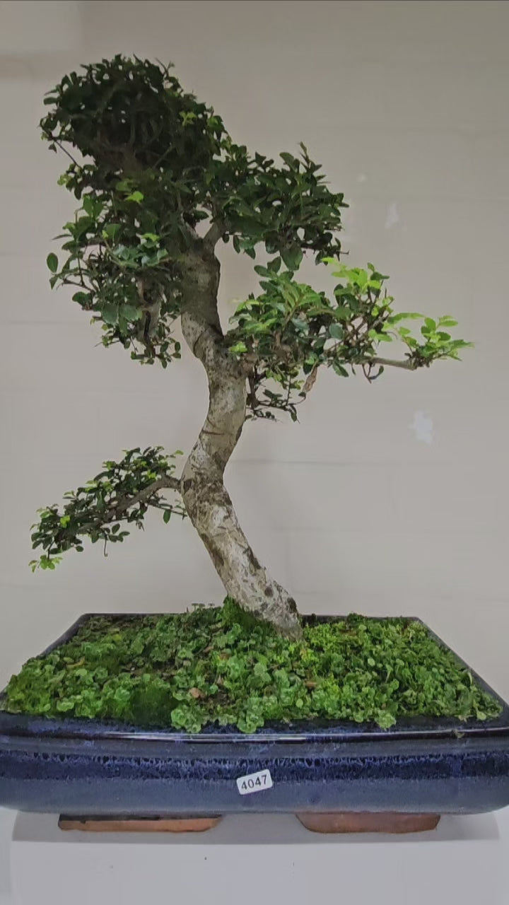 Large Chinese Elm (Ulmus Parvifolia) Bonsai Tree | Shaped | In 35cm Pot