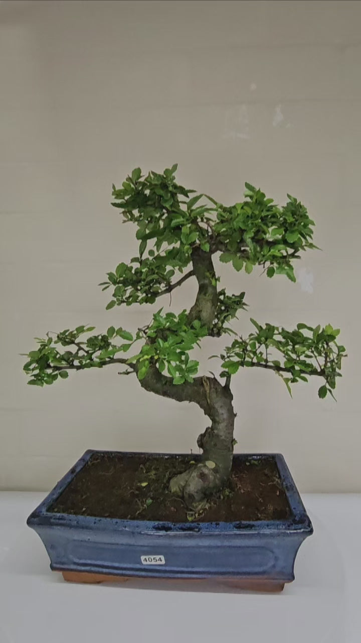 Chinese Elm (Ulmus Parvifolia) Bonsai Tree | Shaped | In 25cm Pot