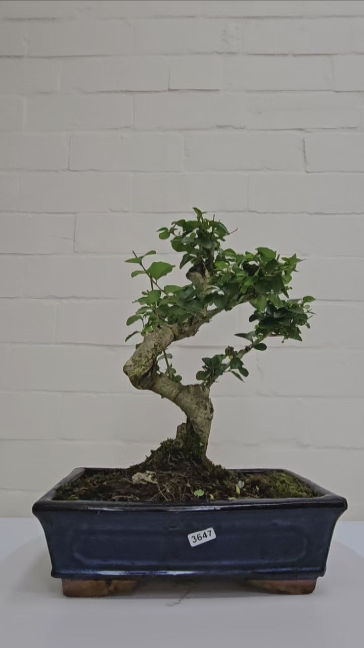 Chinese Privet (Ligustrum Sinense) Bonsai Tree | Shaped | In 25cm Pot