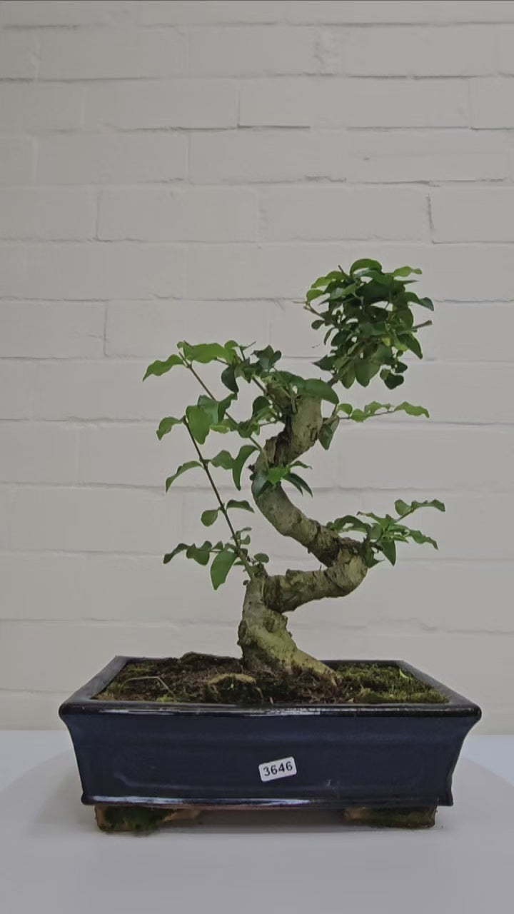 Chinese Privet (Ligustrum Sinense) Bonsai Tree | Shaped | In 25cm Pot