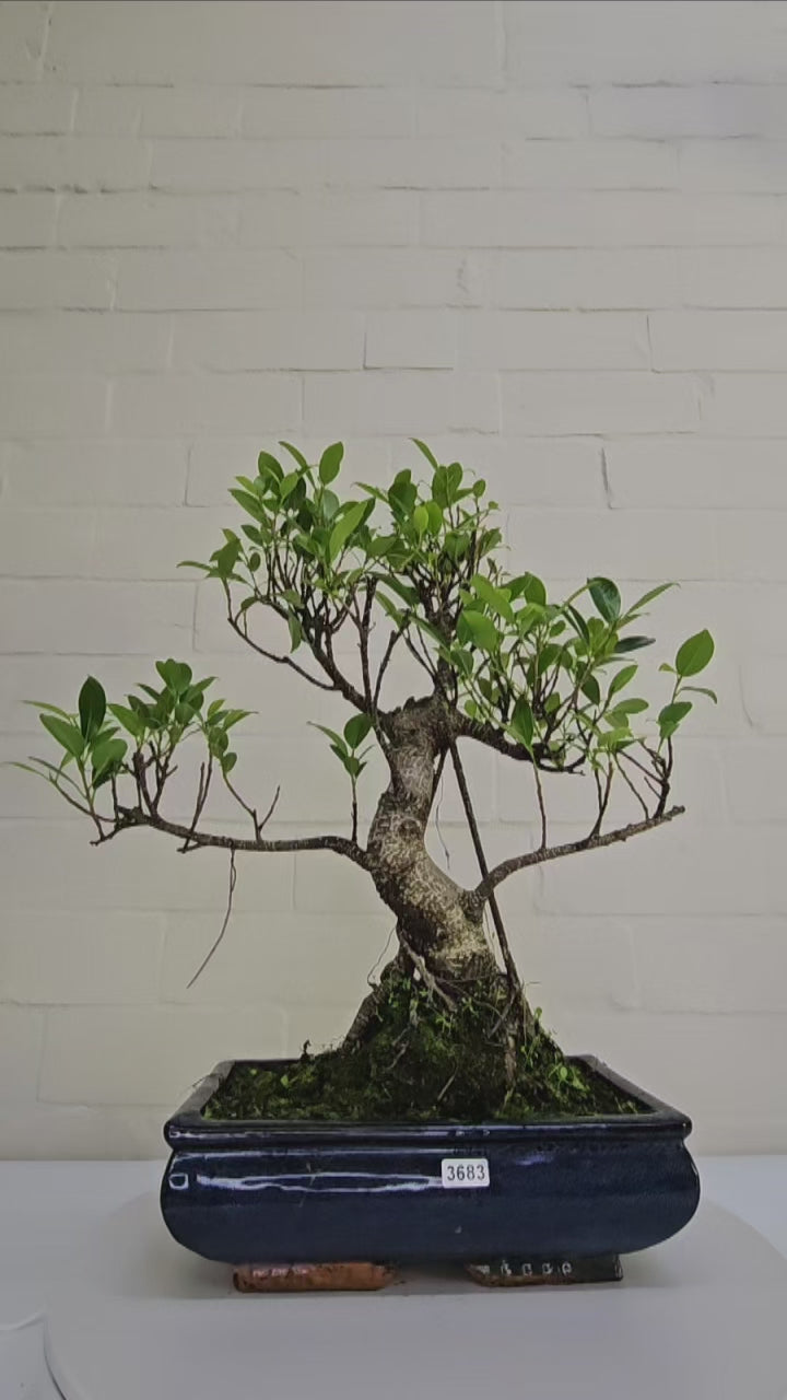 Ficus Microcarpa (Banyan Fig) Indoor Bonsai Tree | Shaped | In 25cm Pot