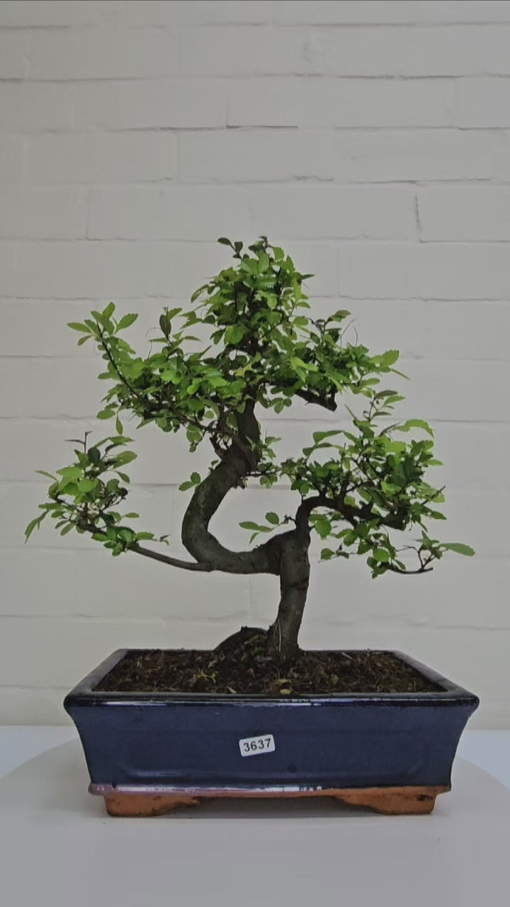 Chinese Elm (Ulmus Parvifolia) Bonsai Tree | Shaped | In 25cm Pot