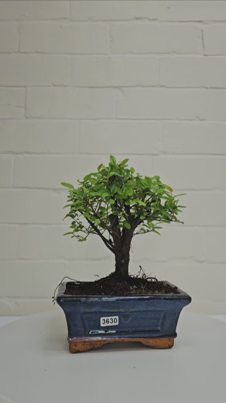 Bird Plum (Sageretia) Bonsai Tree | Broom | In 15cm Pot