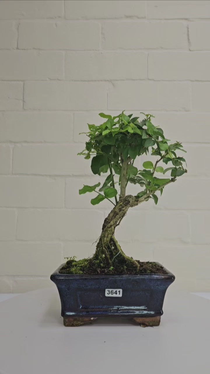 Chinese Privet (Ligustrum Sinense) Bonsai Tree | Broom | In 15cm Pot