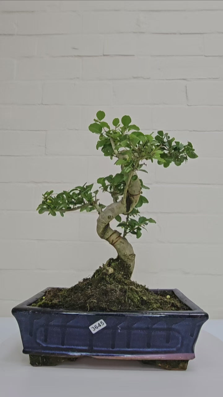 Chinese Privet (Ligustrum Sinense) Bonsai Tree | Shaped | In 25cm Pot