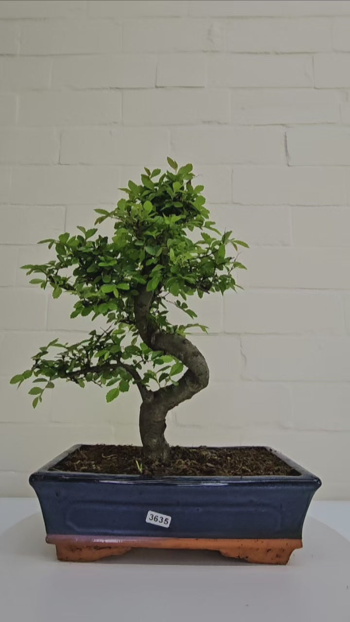 Chinese Elm (Ulmus Parvifolia) Bonsai Tree | Shaped | In 25cm Pot