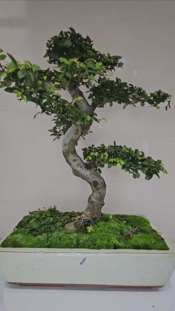 Large Chinese Elm (Ulmus Parvifolia) Bonsai Tree | Shaped | In 35cm Pot