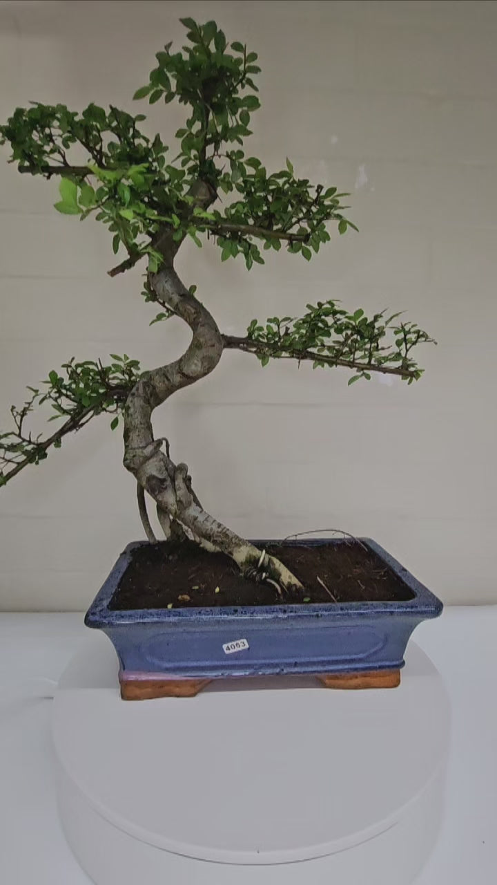 Chinese Elm (Ulmus Parvifolia) Bonsai Tree | Shaped | In 30cm Pot