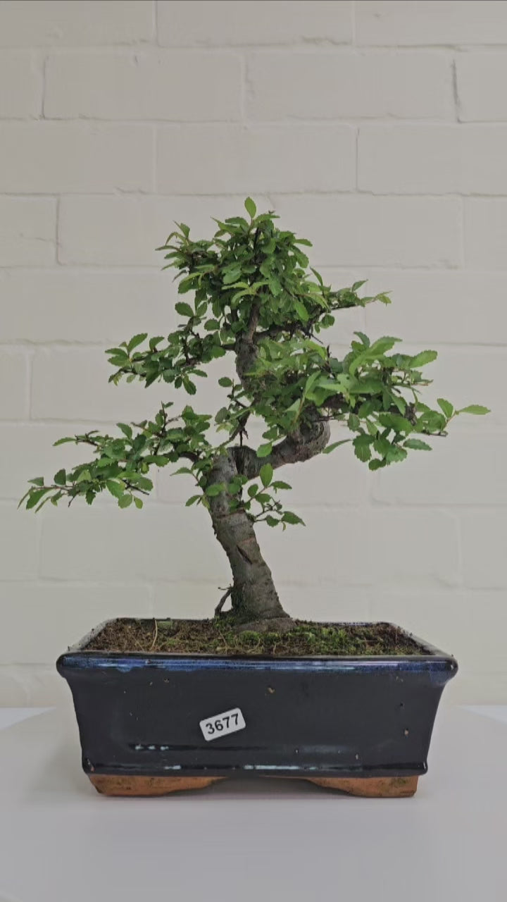 Chinese Elm (Ulmus Parvifolia) Bonsai Tree | Shaped | In 20cm Pot