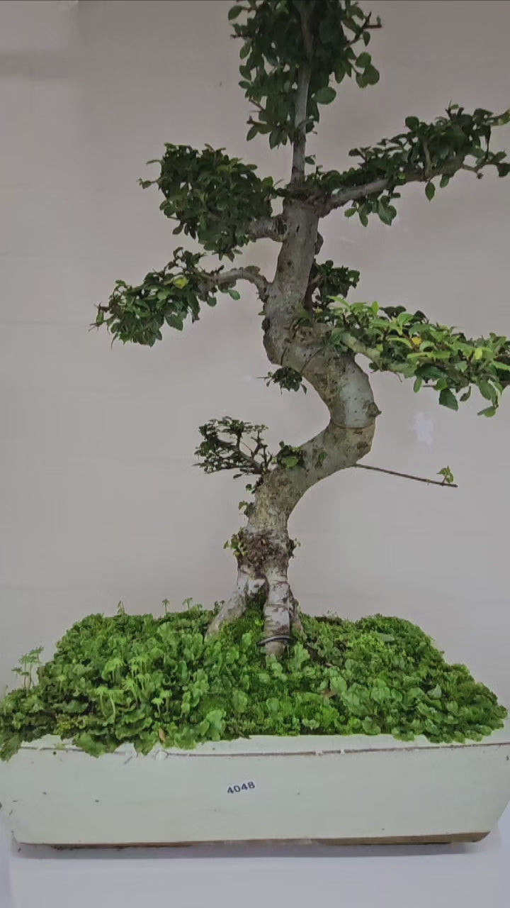 Large Chinese Elm (Ulmus Parvifolia) Bonsai Tree | Shaped | In 35cm Pot