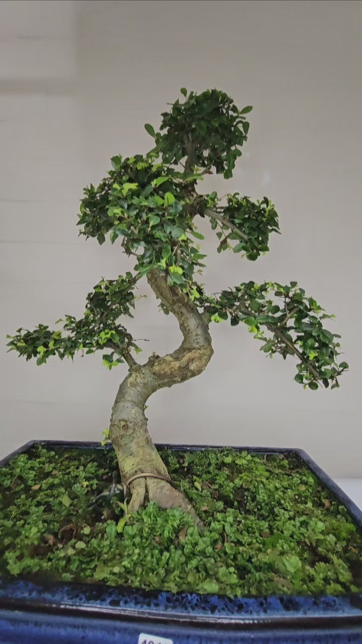 Large Chinese Elm (Ulmus Parvifolia) Bonsai Tree | Shaped | In 40cm Pot