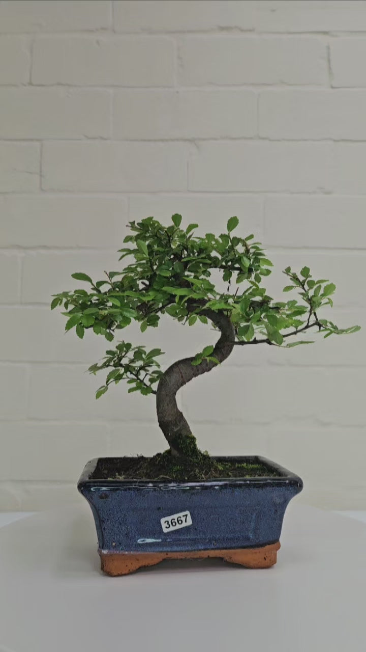 Chinese Elm (Ulmus Parvifolia) Bonsai Tree | Shaped | In 15cm Pot