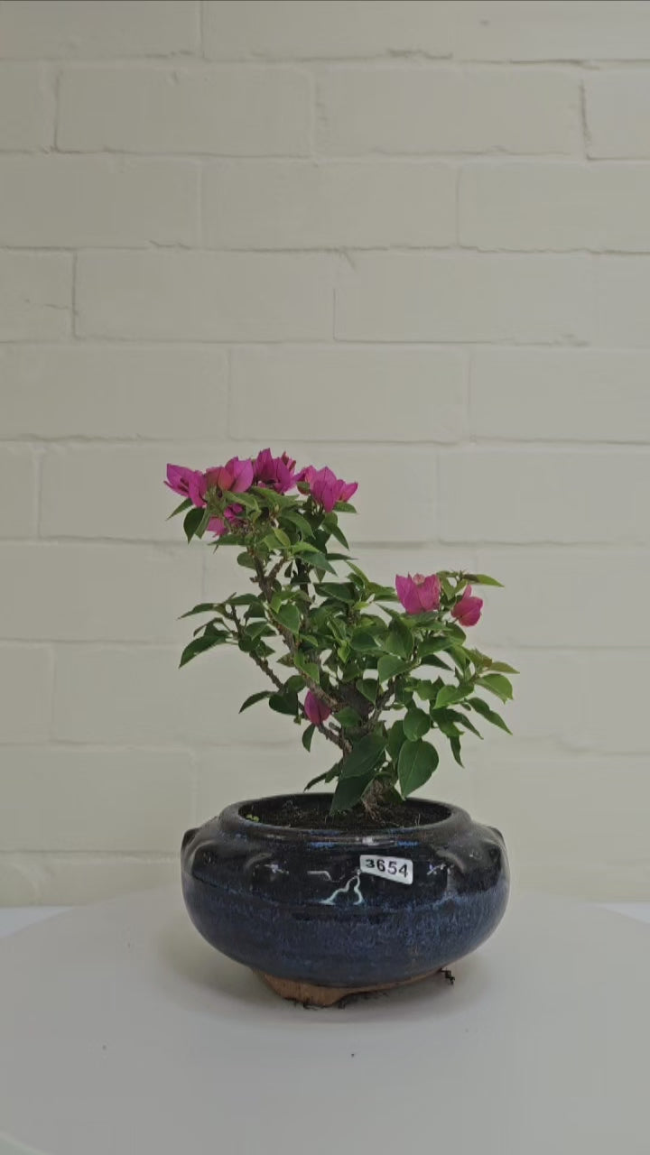 Bougainvillea Bonsai Tree | Broom | In 15cm Pot