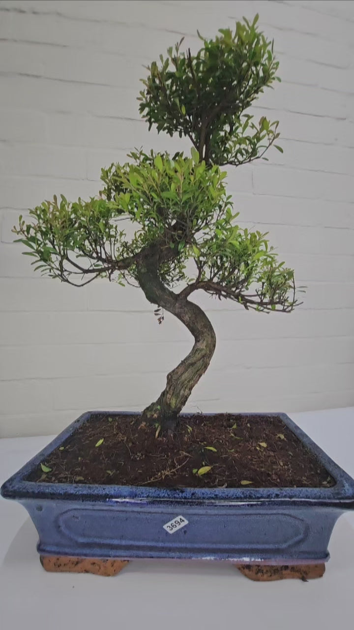 Brush Cherry (Syzygium) Bonsai Tree | Shaped | In 30cm Pot