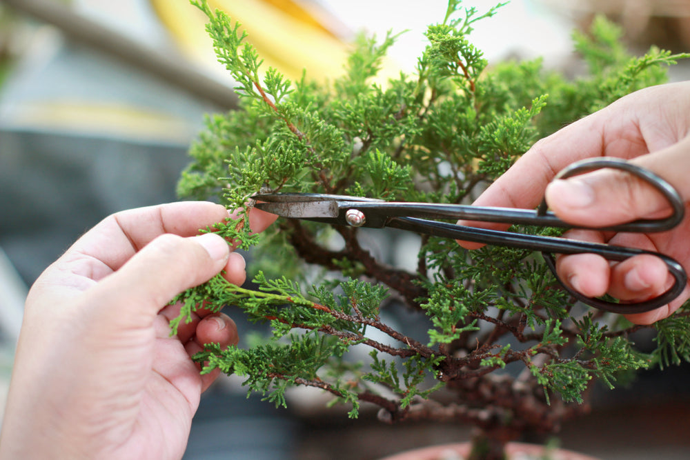 Buy Bonsai Ligustrum nitida Broom 15 cm pot affordable