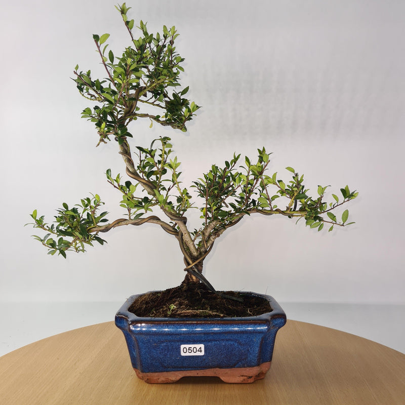 Japanese Holly (Ilex Crenata) Bonsai Tree | Shaped | In 15cm Pot