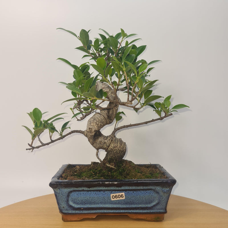 Ficus Microcarpa (Banyan Fig) Indoor Bonsai Tree | Shaped | In 20cm Pot