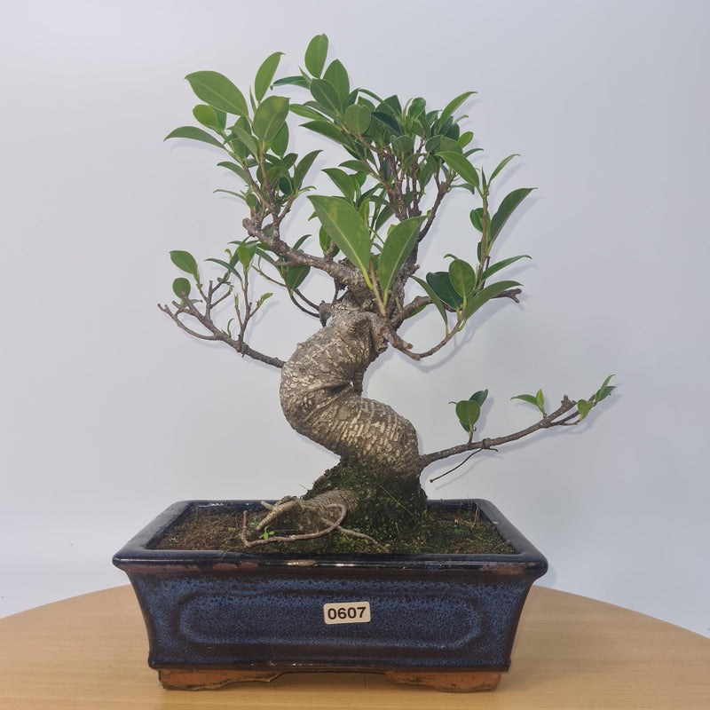 Ficus Microcarpa (Banyan Fig) Indoor Bonsai Tree | Shaped | In 20cm Pot