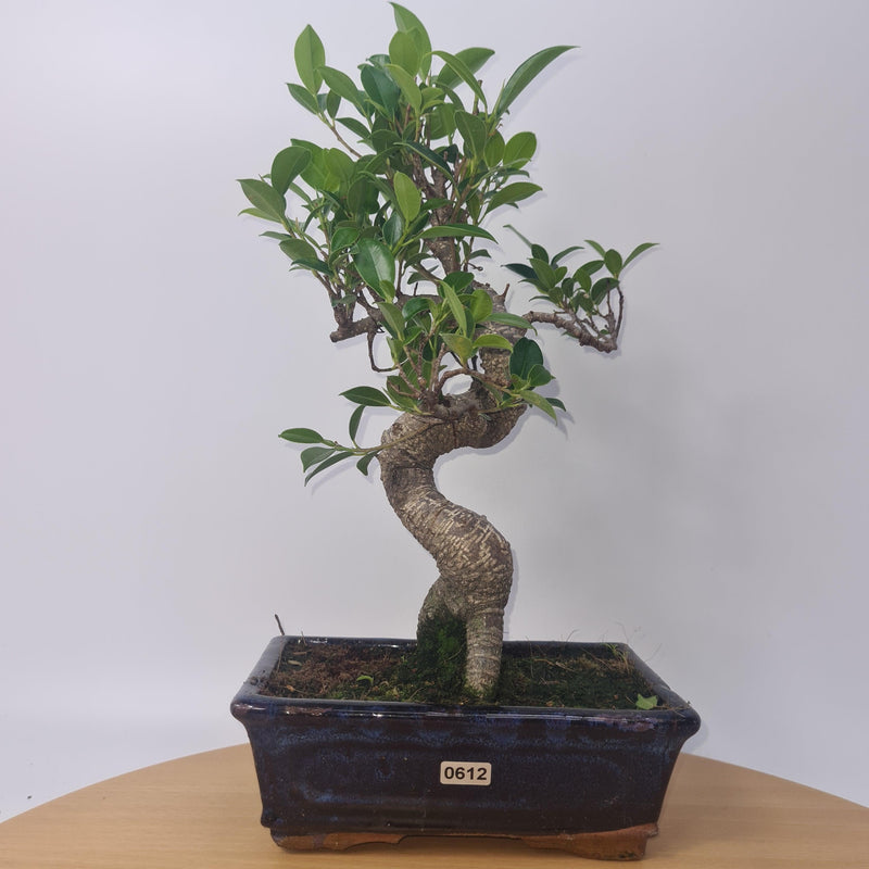 Ficus Microcarpa (Banyan Fig) Indoor Bonsai Tree | Shaped | In 20cm Pot