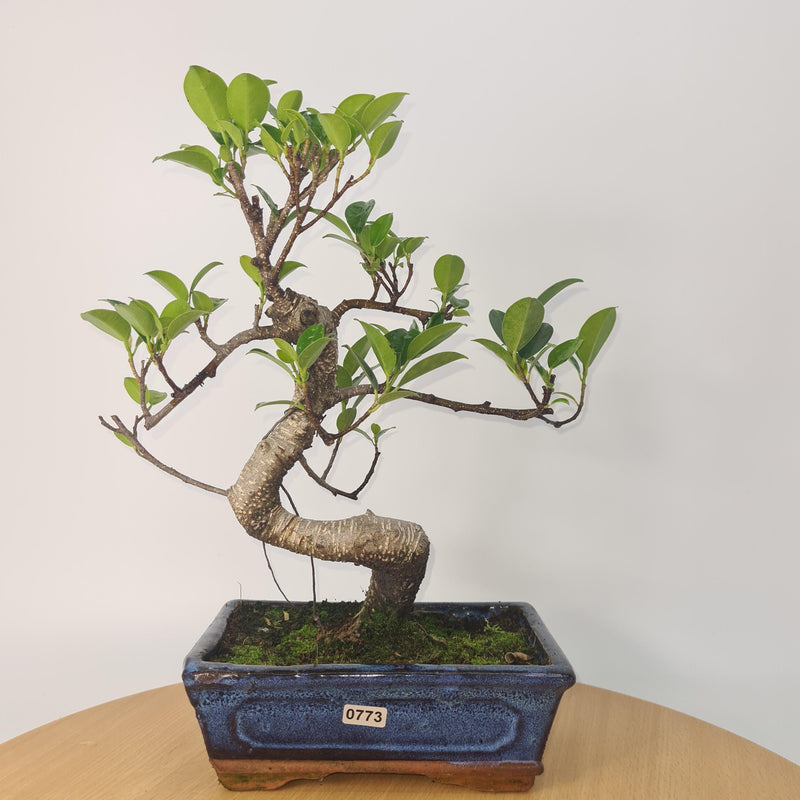 Ficus Microcarpa (Banyan Fig) Indoor Bonsai Tree | Shaped | In 20cm Pot