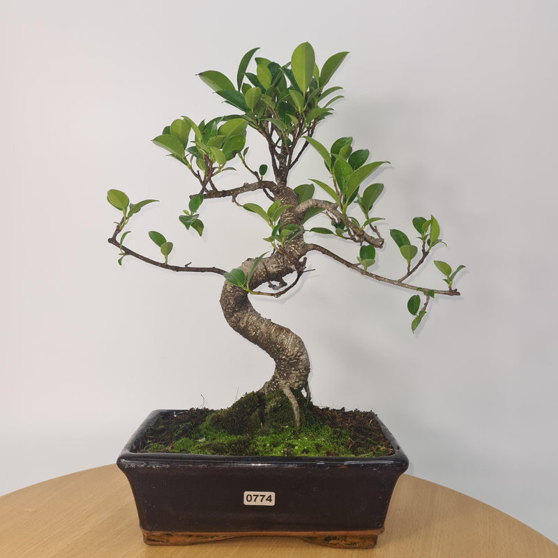 Ficus Microcarpa (Banyan Fig) Indoor Bonsai Tree | Shaped | In 20cm Pot