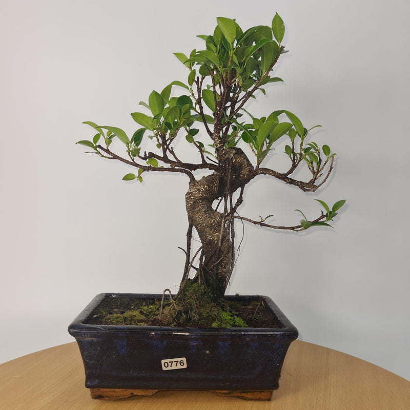 Ficus Microcarpa (Banyan Fig) Indoor Bonsai Tree | Shaped | In 20cm Pot