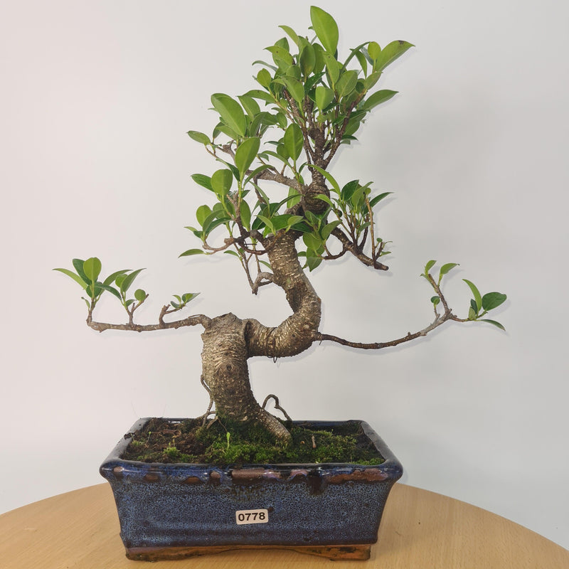 Ficus Microcarpa (Banyan Fig) Indoor Bonsai Tree | Shaped | In 20cm Pot