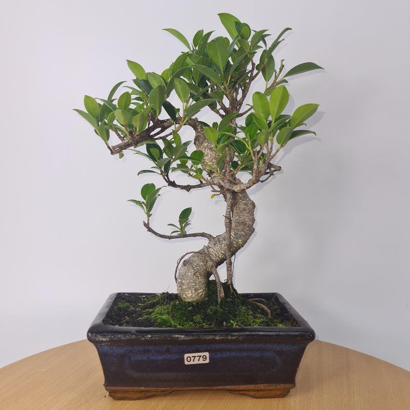 Ficus Microcarpa (Banyan Fig) Indoor Bonsai Tree | Shaped | In 20cm Pot