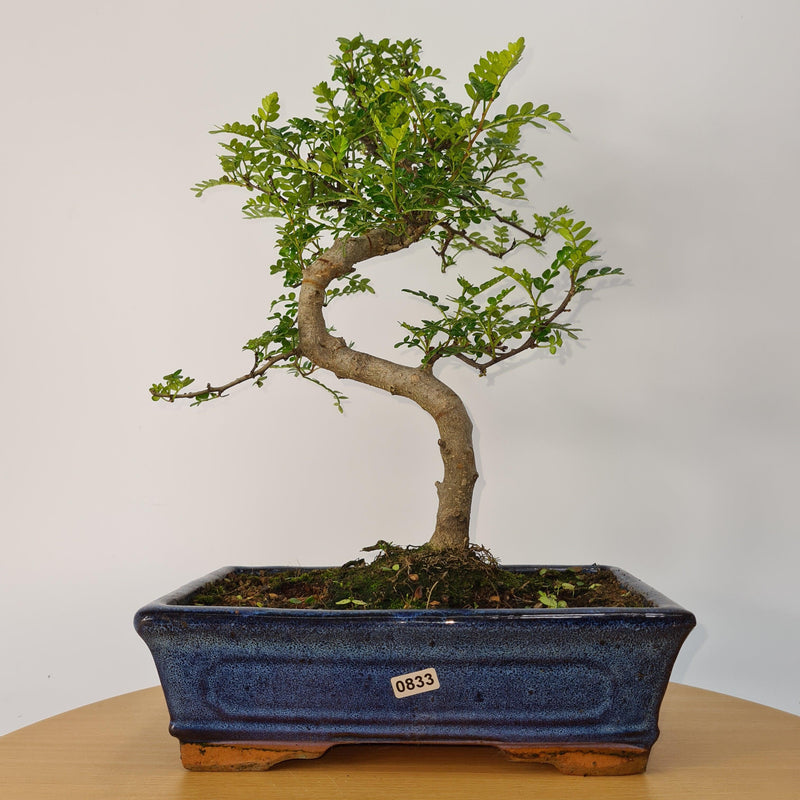 Chinese Pepper (Zanthoxylum Pipertum) Bonsai Tree | Shaped | In 25cm Pot