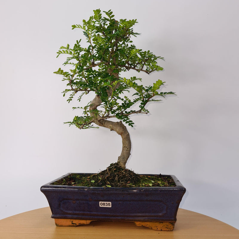 Chinese Pepper (Zanthoxylum Pipertum) Bonsai Tree | Shaped | In 25cm Pot