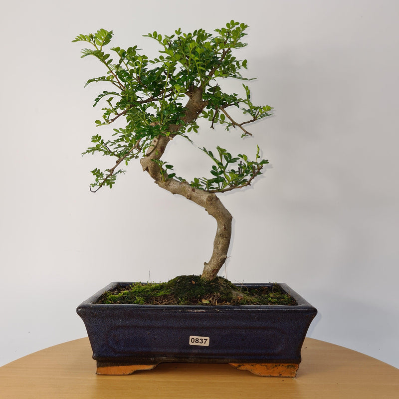 Chinese Pepper (Zanthoxylum Pipertum) Bonsai Tree | Shaped | In 25cm Pot