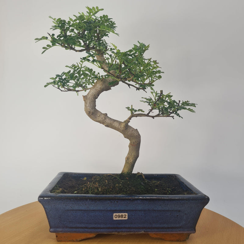 Chinese Pepper (Zanthoxylum Pipertum) Bonsai Tree | Shaped | In 25cm Pot