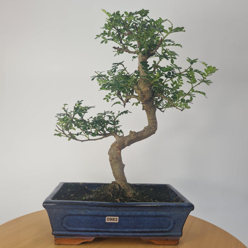 Chinese Pepper (Zanthoxylum Pipertum) Bonsai Tree | Shaped | In 25cm Pot