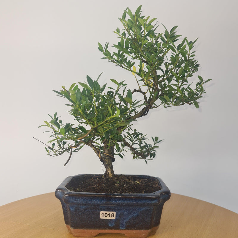 Japanese Holly (Ilex Crenata) Bonsai Tree | Shaped | In 15cm Pot