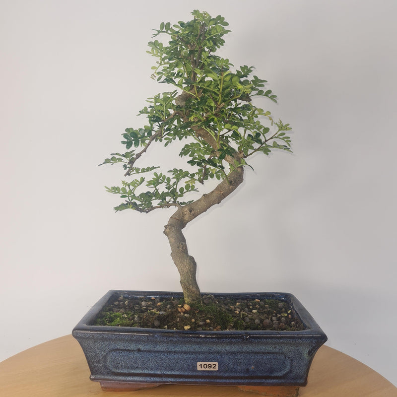 Chinese Pepper (Zanthoxylum Pipertum) Bonsai Tree | Shaped | In 25cm Pot