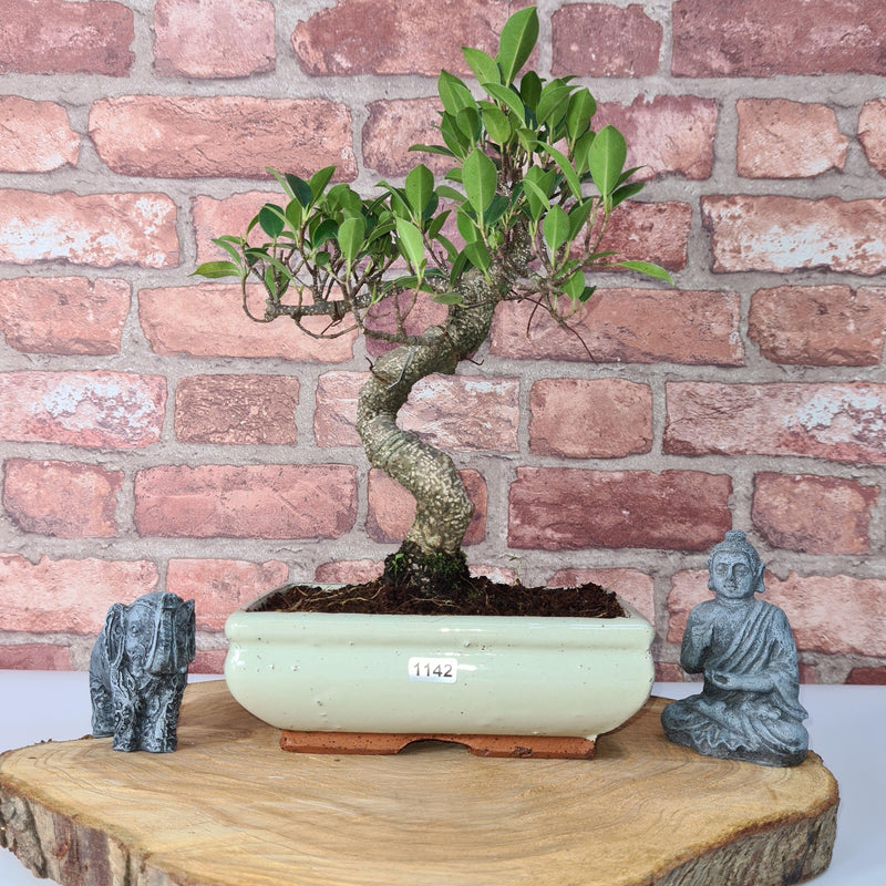 Ficus Microcarpa (Banyan Fig) Indoor Bonsai Tree | Shaped | In 20cm Pot