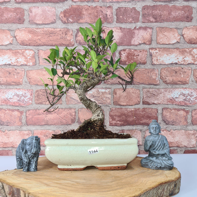 Ficus Microcarpa (Banyan Fig) Indoor Bonsai Tree | Shaped | In 20cm Pot