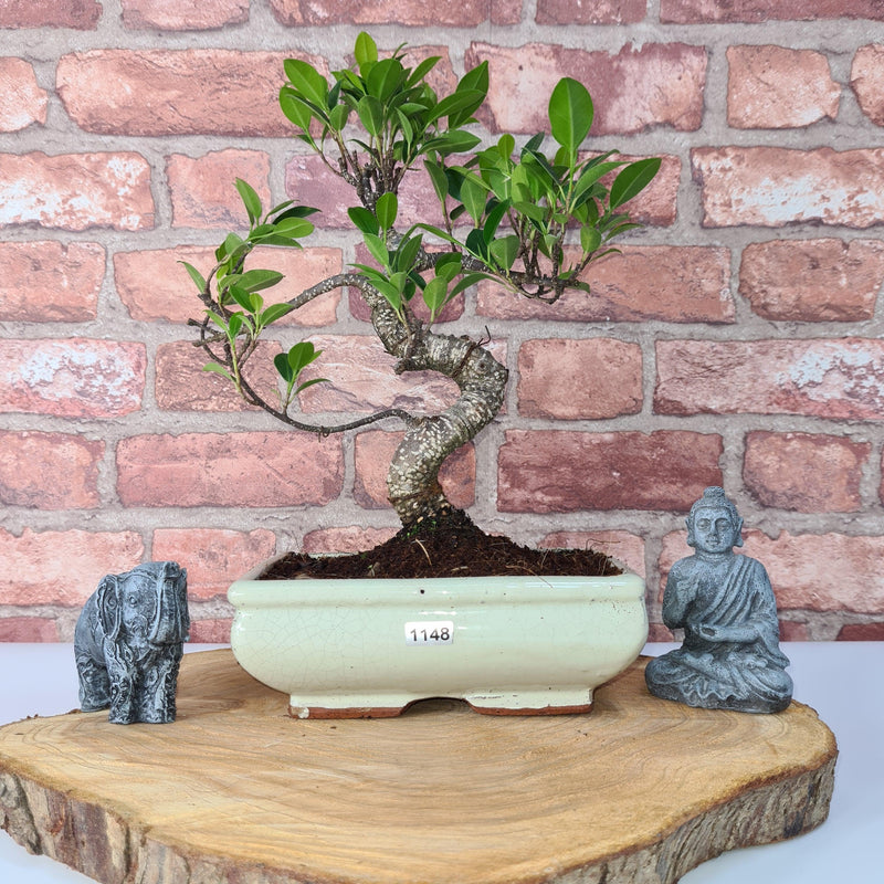 Ficus Microcarpa (Banyan Fig) Indoor Bonsai Tree | Shaped | In 20cm Pot