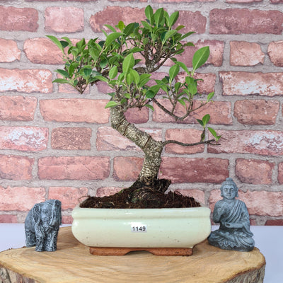 Ficus Microcarpa (Banyan Fig) Indoor Bonsai Tree | Shaped | In 20cm Pot